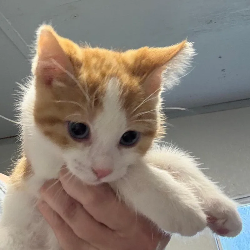 A baby small-sized female White Domestic Short Hair cat named Nala for adoption in Hattiesburg, MS