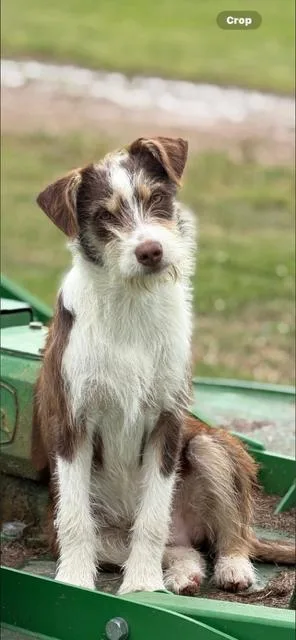 A baby medium-sized male Brown / Chocolate Wirehaired Terrier dog named Tucker for adoption in Battle Creek, MI