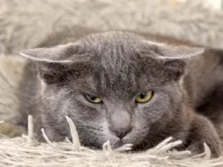 A young medium-sized male Gray / Blue / Silver Domestic Short Hair cat named Tracy for adoption in Anaconda, MT