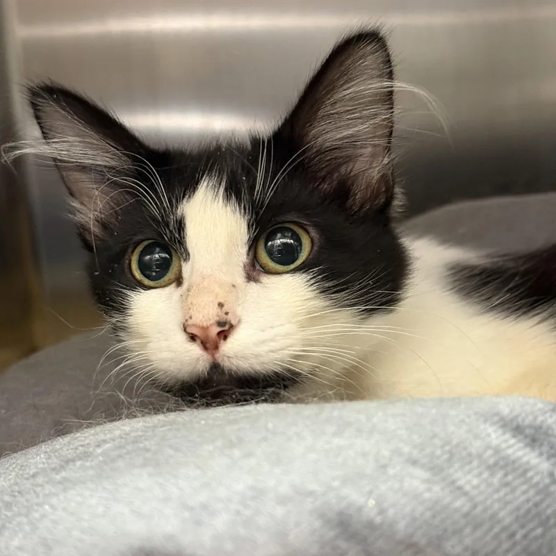 A baby small-sized female Domestic Medium Hair cat named Sol for adoption in Oakland, CA