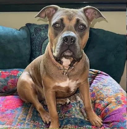 A young medium-sized female Mixed Breed dog named Truffles for adoption in Candler, NC