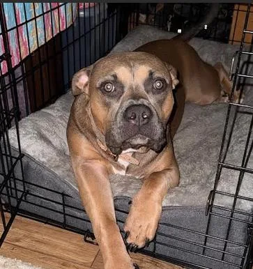 Truffles thumbnail 2