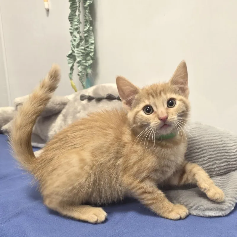 A baby small-sized female Orange / Red Domestic Short Hair cat named Gia for adoption in Fort Wayne, IN