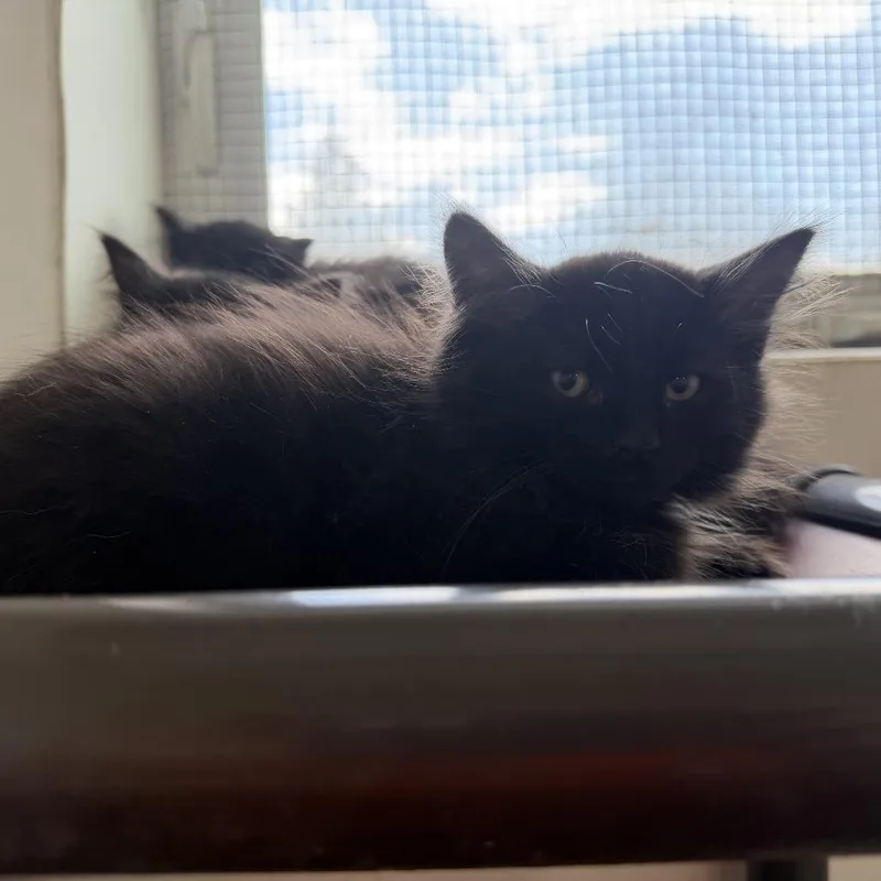 A baby small-sized male Black Domestic Medium Hair cat named Bijue for adoption in Quakertown, PA