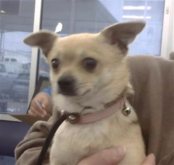 An adult small-sized male Chihuahua dog named Shiloh for adoption in Dallas, TX
