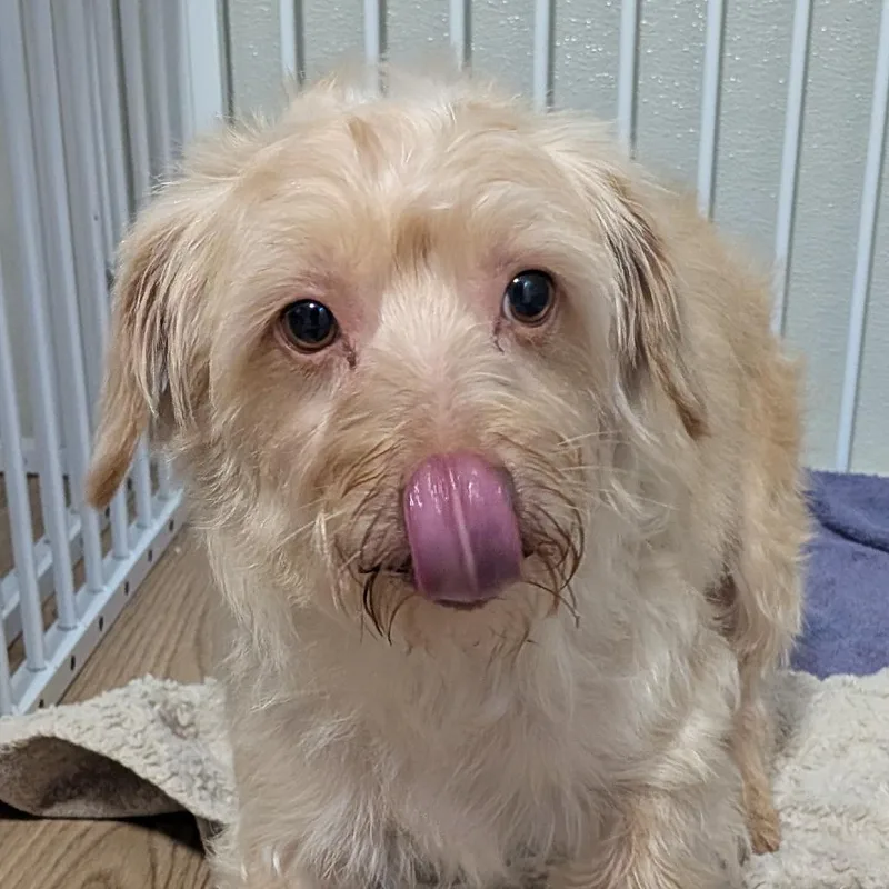 An adult small-sized female Terrier dog named Funyun for adoption in Houston, TX