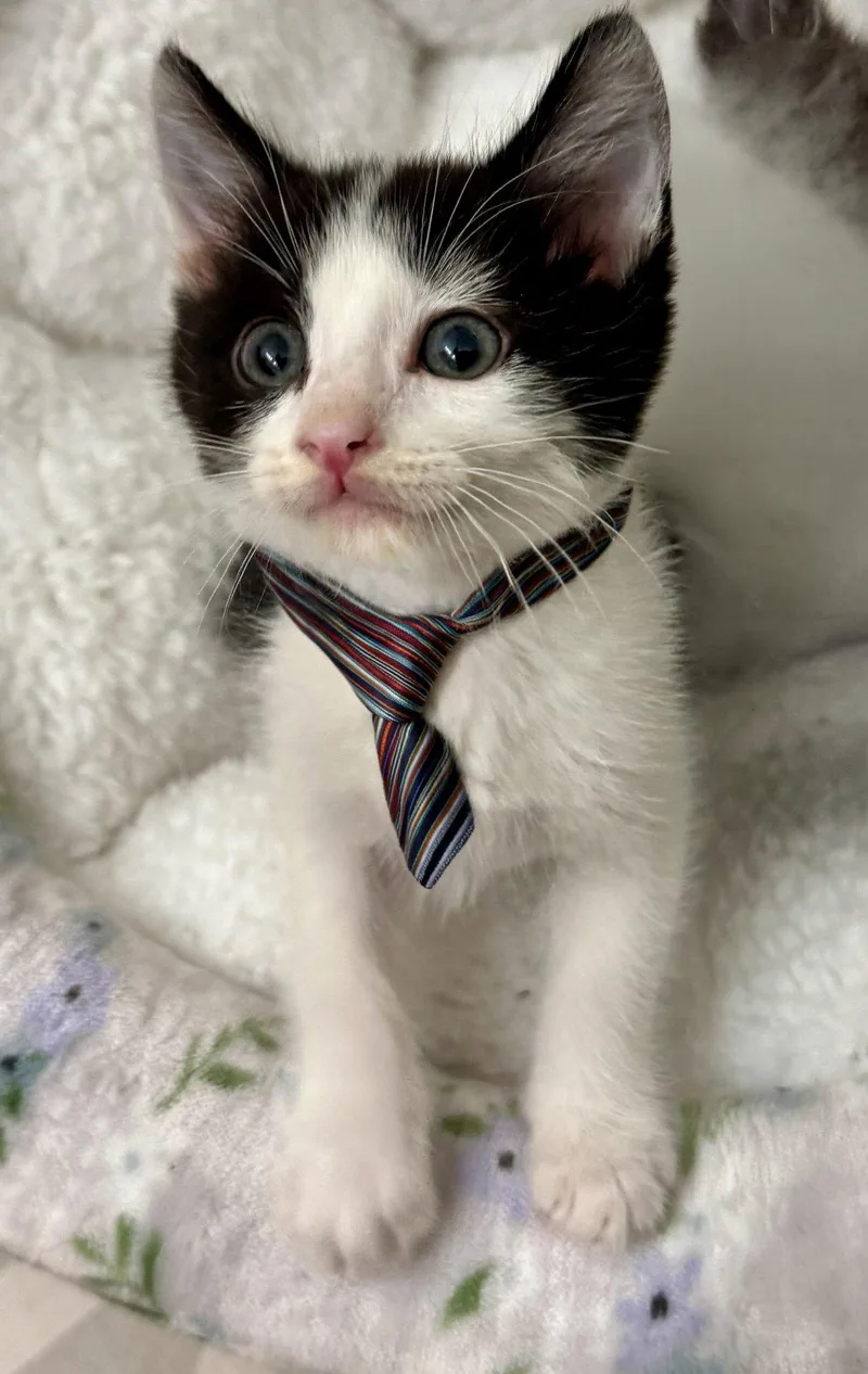 A baby medium-sized male Black & White / Tuxedo Domestic Short Hair cat named Tocho Bonded Wpembry for adoption in San Jose, CA