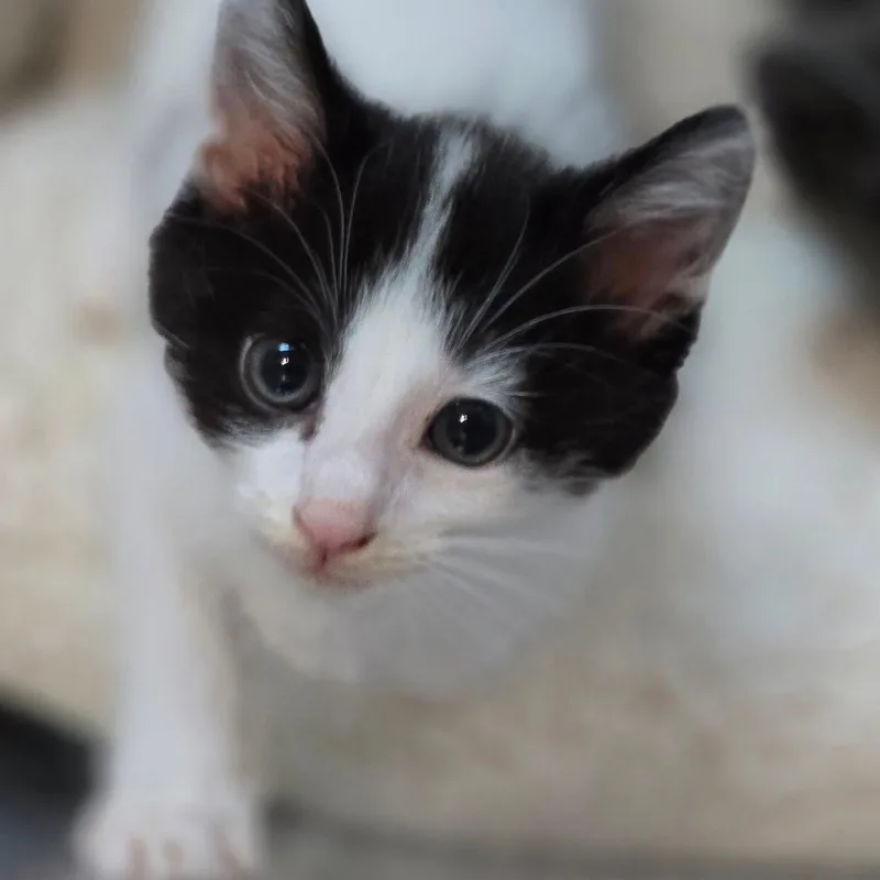 Tocho Bonded Wpembry thumbnail 2