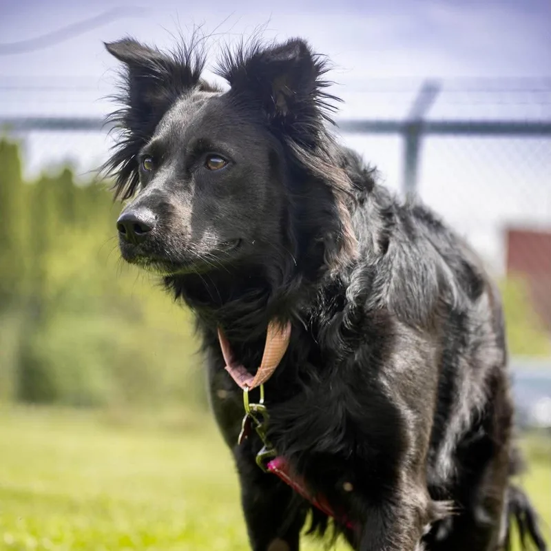 A young medium-sized female Border Collie dog named Miracle for adoption in Valparaiso, IN