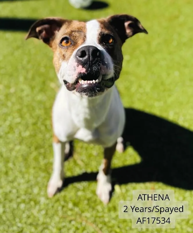 An adult medium-sized female Brindle Pit Bull Terrier dog named Athena for adoption in Supply, NC