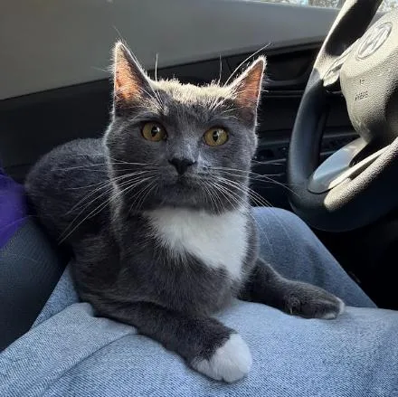 A young medium-sized female Gray & White Domestic Short Hair cat named Minerva for adoption in Everett, WA