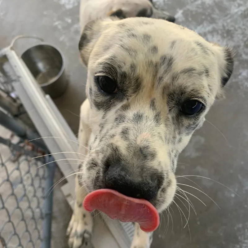 A young medium-sized female Brindle Bullmastiff dog named Freckles for adoption in Franklin, NC