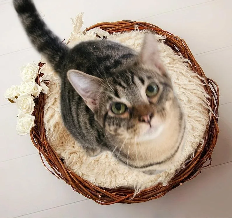 Ok Charlie thumbnail 2