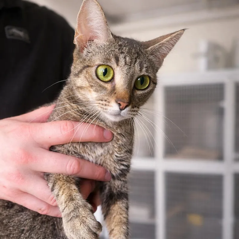 A young small-sized female Buff / Tan / Fawn Domestic Short Hair cat named Lady Pawga for adoption in Wichita, KS