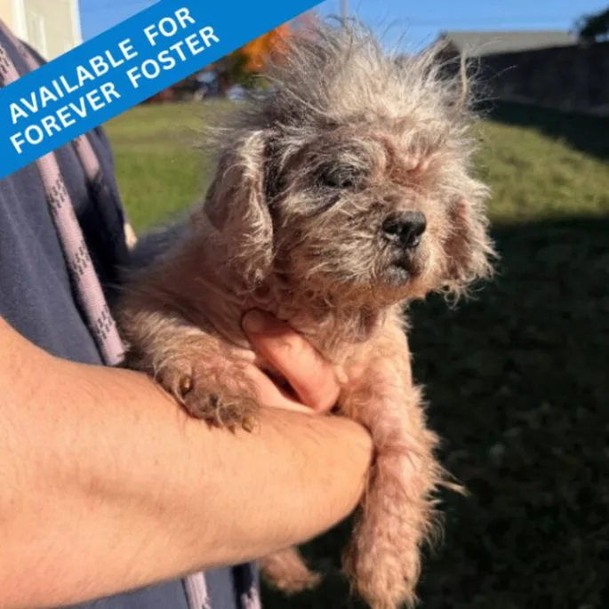 A senior medium-sized female Shih Tzu dog named Granny Smith for adoption in Roanoke, VA