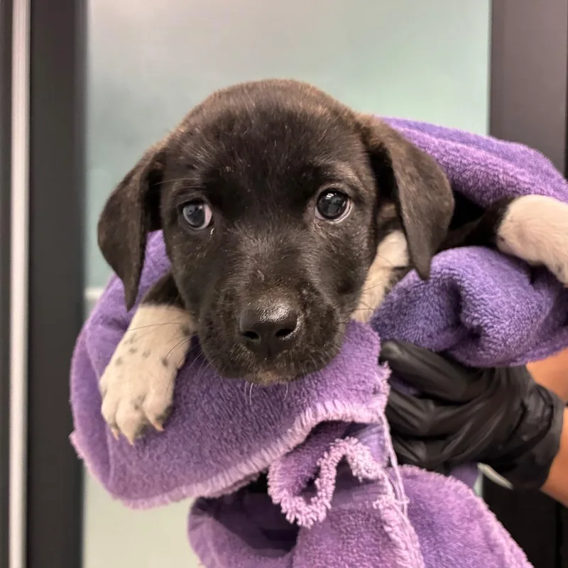 A baby small-sized female Black Terrier dog named Becky for adoption in Abilene, TX