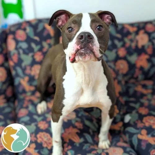 An adult medium-sized male Brown / Chocolate Boxer dog named Cousin for adoption in Toledo, OH