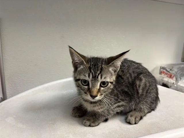 A baby small-sized female Domestic Short Hair cat named Reagan for adoption in Antioch, CA