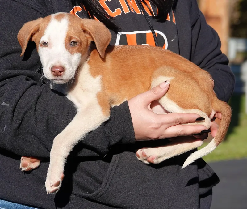 A baby medium-sized male Red / Chestnut / Orange Terrier dog named Sour Patch for adoption in Millfield, OH
