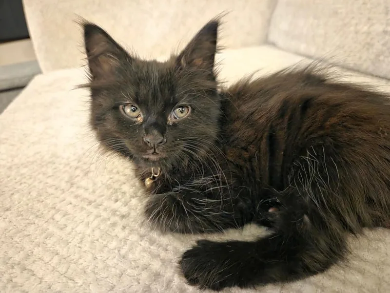 Nyx