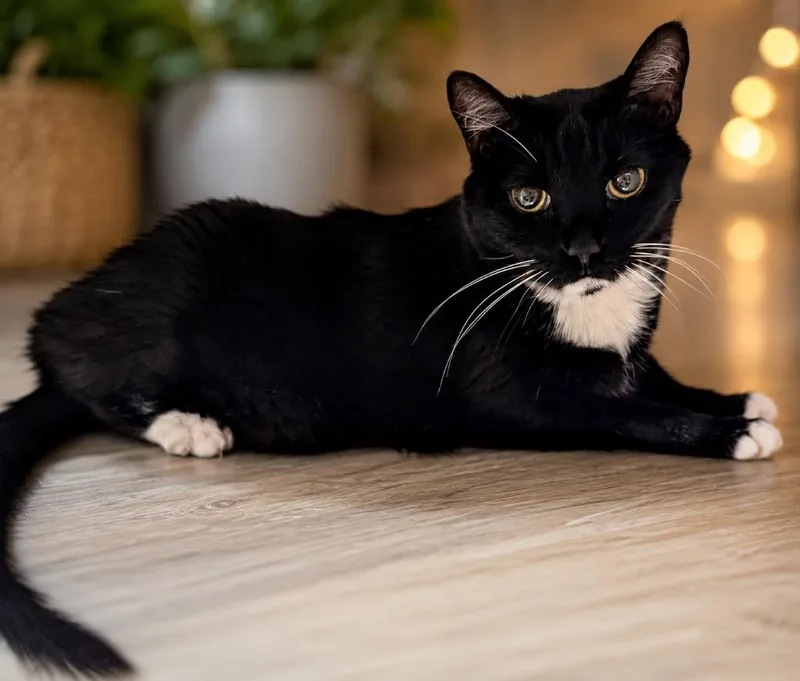 A senior small-sized male Domestic Short Hair cat named Apollo for adoption in Cape Coral, FL