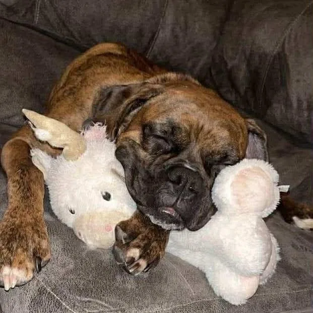 An adult large-sized female Boxer dog named Mayzie for adoption in Philippi, WV