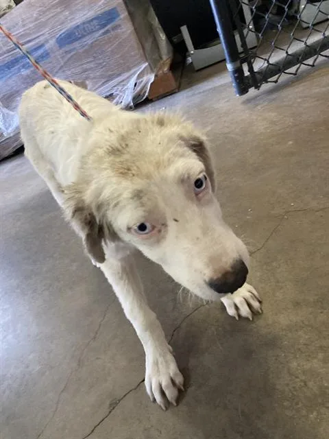 A baby medium-sized female Mixed Breed dog named Gojo for adoption in Dallas, TX