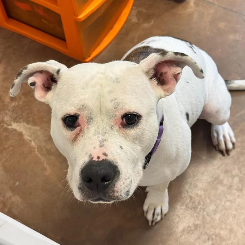An adult medium-sized female White / Cream English Bulldog dog named Remi for adoption in Deerfield, IL