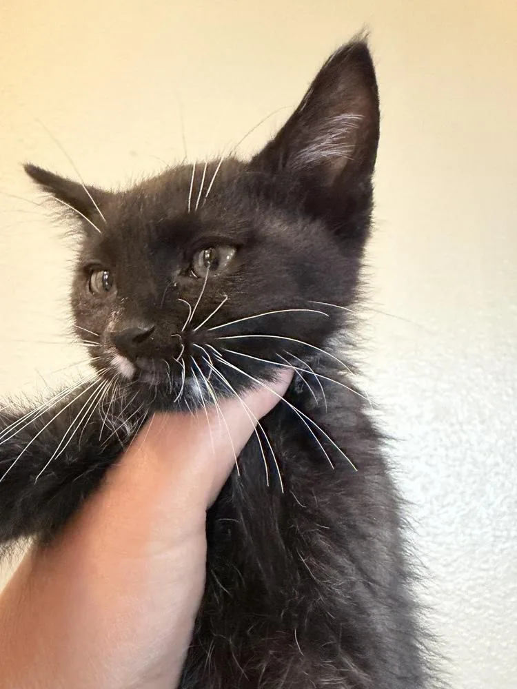 A baby small-sized male Black & White / Tuxedo Domestic Short Hair cat named Fang for adoption in Challis, ID