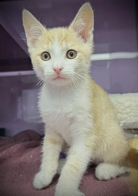 A baby small-sized male Domestic Short Hair cat named Muffin for adoption in Santa Cruz, CA