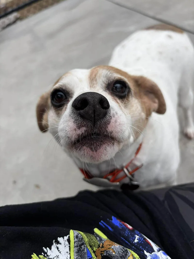 A senior small-sized female Terrier dog named Noni for adoption in Knoxville, IA