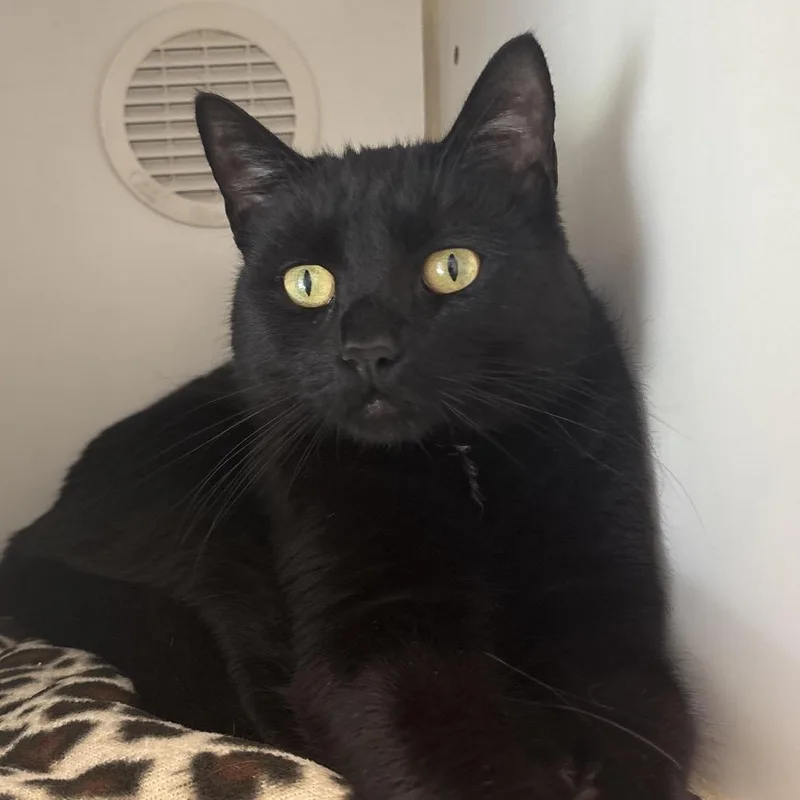 An adult medium-sized male Black Domestic Short Hair cat named Randall for adoption in Naperville, IL