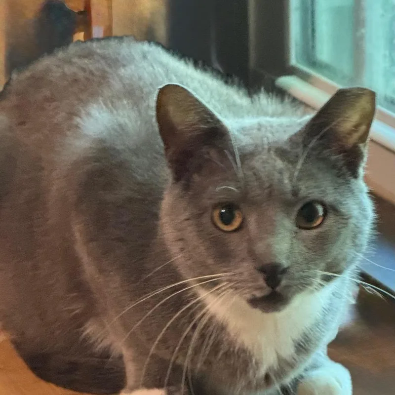 An adult small-sized male Gray / Blue / Silver Domestic Short Hair cat named Papa for adoption in Ashland, VA