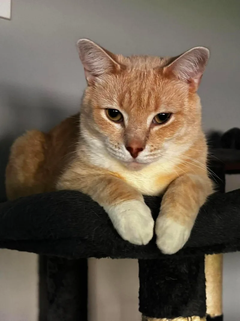 An adult large-sized male Orange / Red Domestic Short Hair cat named Anubis for adoption in Spring Lake, NJ