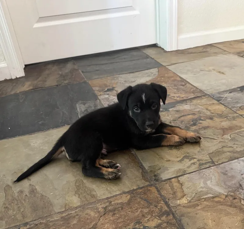 A baby medium-sized male German Shepherd Dog dog named Eminem for adoption in Phoenix, AZ