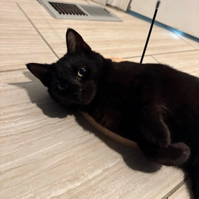 A young small-sized female Black Domestic Short Hair cat named Megan for adoption in Vineland, NJ