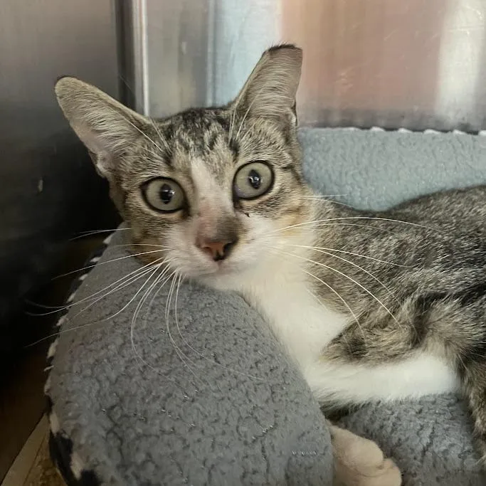 A young small-sized female Brown / Chocolate Domestic Short Hair cat named Gale for adoption in Port Charlotte, FL