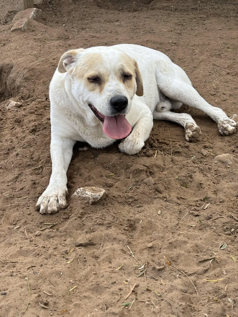An adult medium-sized male Yellow / Tan / Blond / Fawn Labrador Retriever dog named Rocco for adoption in Sullivan City, TX
