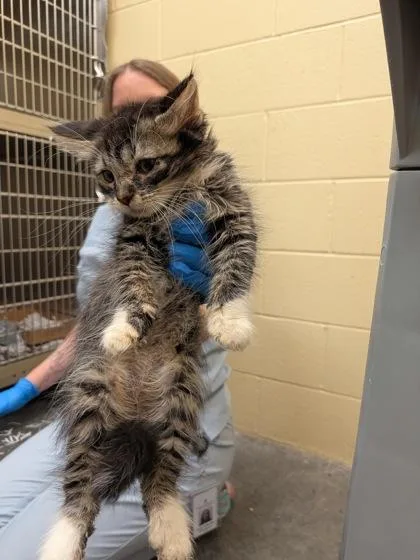 A baby small-sized male Domestic Short Hair cat named Orion for adoption in Independence, MO