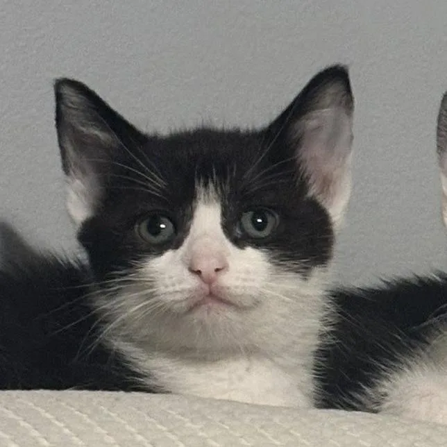 A baby small-sized female Black Domestic Short Hair cat named Zuma for adoption in Newport News, VA