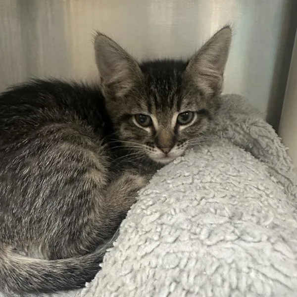 A baby small-sized male Domestic Short Hair cat named Axolotl for adoption in Walnut Creek, CA