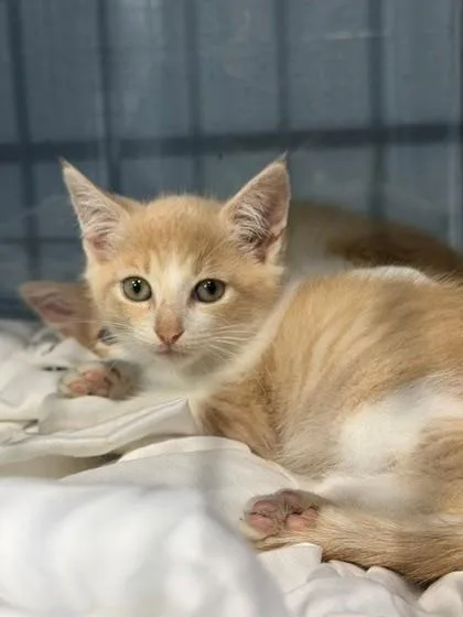 An adult small-sized female Domestic Short Hair cat named Bianca for adoption in Port Allen, LA