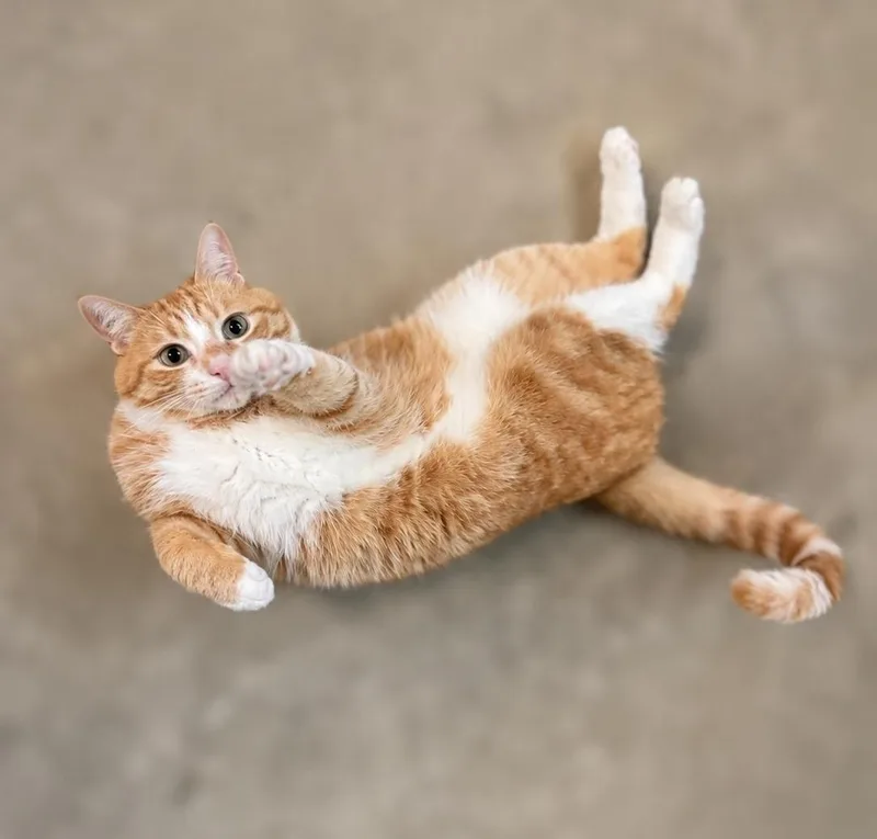A young medium-sized male Orange & White Tabby cat named Orzo for adoption in Churchville, PA