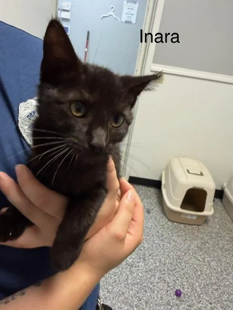 Inara