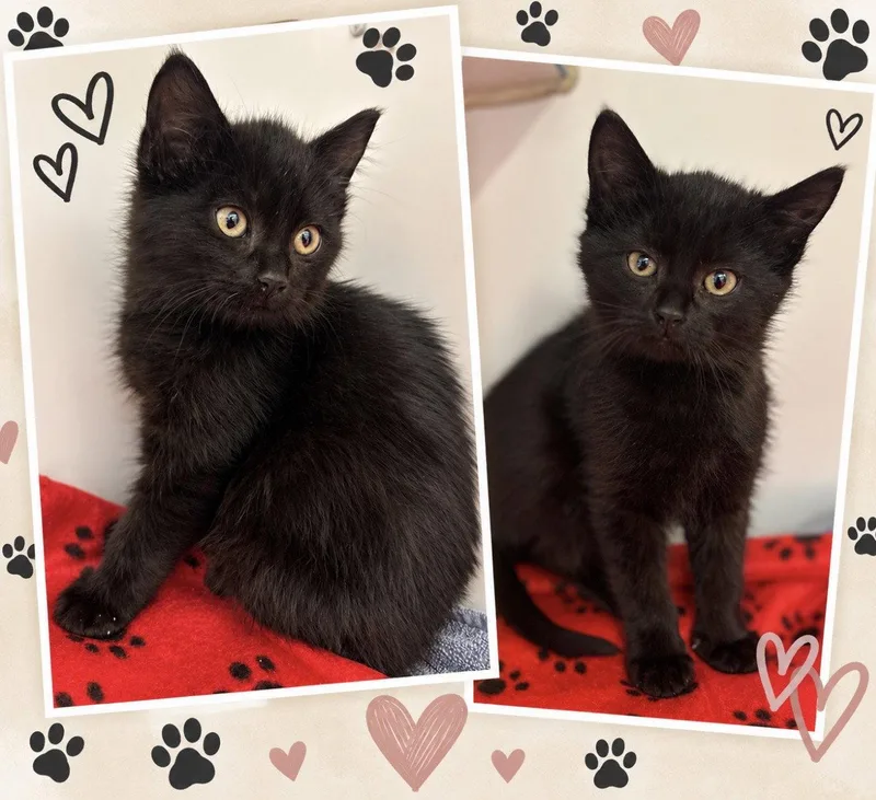 A young medium-sized female Domestic Short Hair cat named TrickTreat one boy one for adoption in Sterling, MA