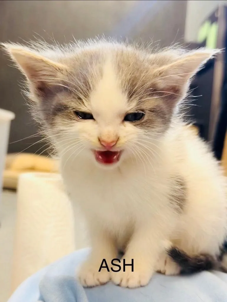 A baby medium-sized male Domestic Short Hair cat named Ash for adoption in Fayetteville, TN