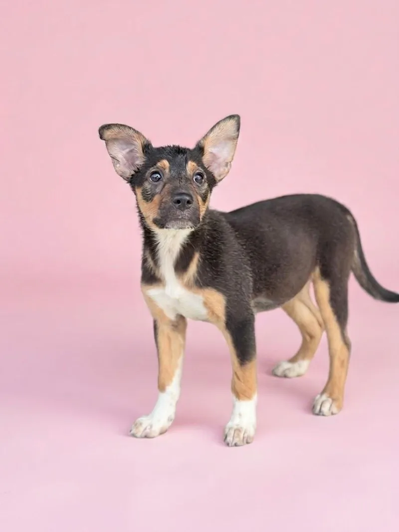 A baby medium-sized female Black Australian Cattle Dog / Blue Heeler dog named Flower for adoption in Palm springs, FL