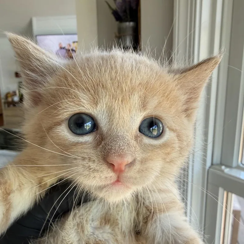 A baby small-sized male Orange / Red Domestic Short Hair cat named Ginger for adoption in Alexandria, VA