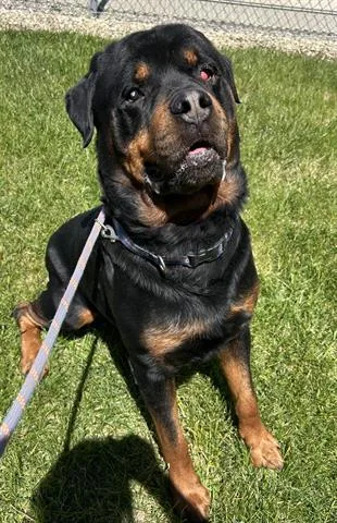 An adult large-sized male Rottweiler dog named Charlie for adoption in Dayton, OH