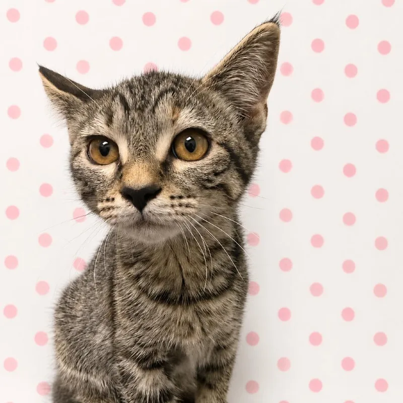 A young medium-sized female Domestic Short Hair cat named Cora for adoption in Los Angeles, CA
